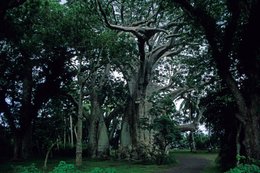 Arbres;-Archipel-des-Comores;-Baobabs;-Chemin;-Forêt;-France;-Kaleidos;-Kaleidos-images;-La-parole-à-limage;-Laurent-Abad;-Mayotte;-Océan-Indien;-Sous-bois;-Stories-Pictures;-Végétation